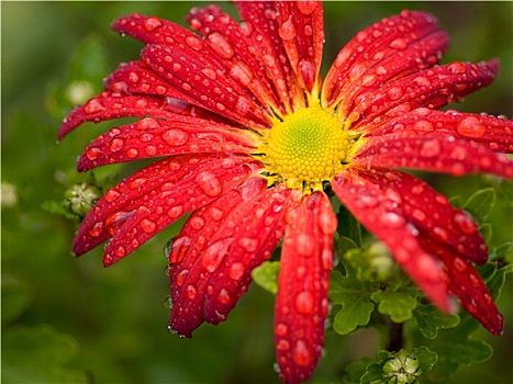 红花,菊花,雨滴