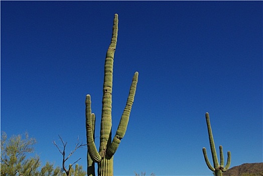 树形仙人掌,萨瓜罗国家公园,亚利桑那
