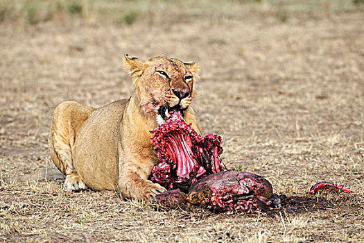 狮子,吃,捕获,角马,马赛马拉,肯尼亚,东非,非洲