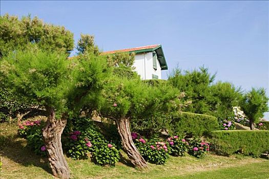 树,植物,花园,比亚里茨,法国