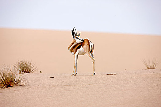 跳羚,沙丘,纳米布沙漠,纳米比亚