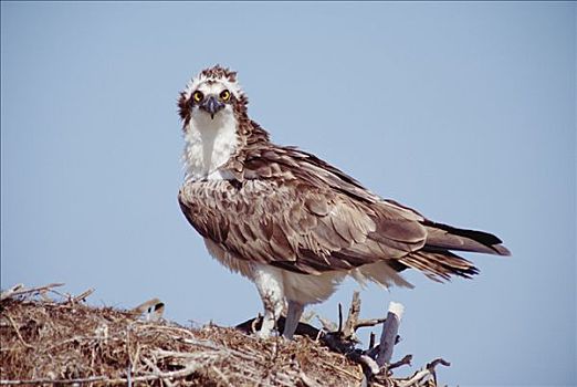 鱼鹰,成年,栖息,巢穴,北下加利福尼亚州,墨西哥
