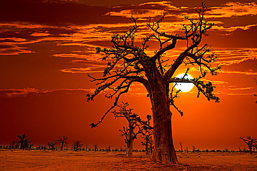 非洲,日落,猴面包树,彩色,天空