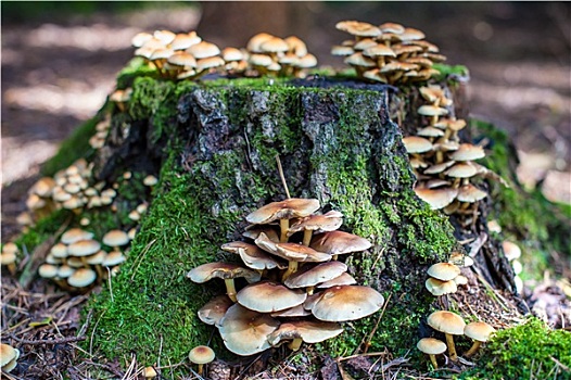 树桩,蘑菇