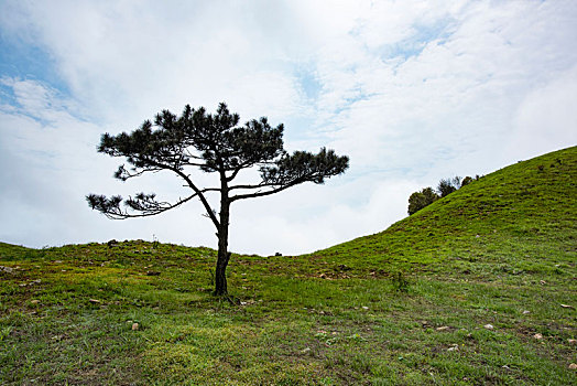 狮子口山峰网红树