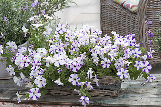 矮牵牛花属植物,紫色,星,篮子