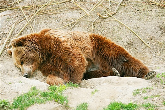 棕熊,幼兽,熊,公园,伯恩,瑞士