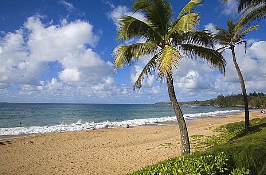 棕榈树,海滩,卡帕鲁亚湾,毛伊岛,夏威夷,美国