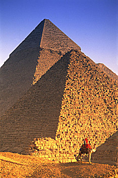 人,骆驼,正面,埃及,金字塔