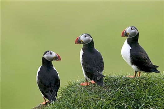 大西洋角嘴海雀,北极,三个,岛屿,冰岛