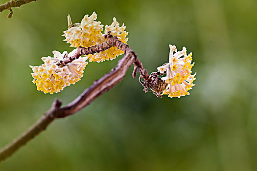 结香花