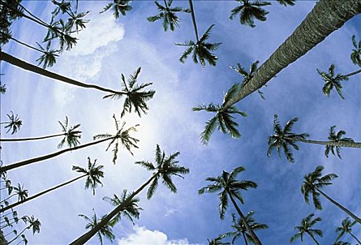 夏威夷,棕榈树,多云,蓝天