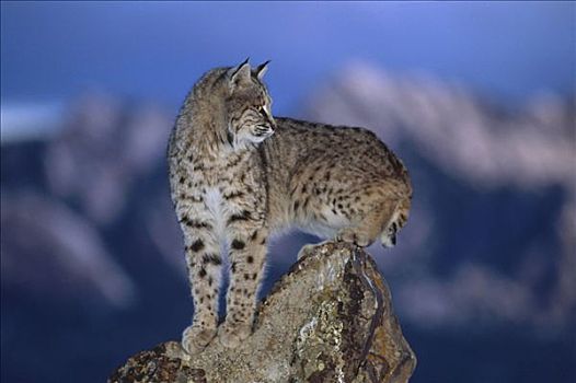 美国山猫,短尾猫,平衡性,岩石上,北美