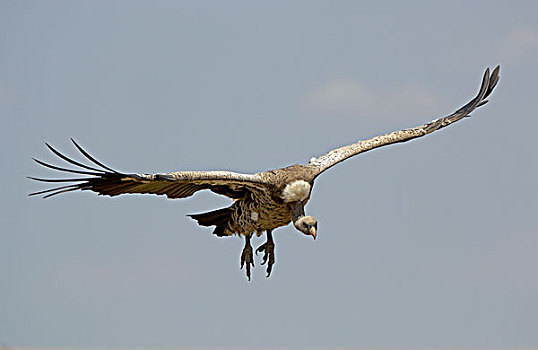 半狮半鹫的怪兽,秃鹰,成年,飞行,翱翔,马赛马拉,肯尼亚,非洲