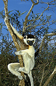 马达加斯加狐猴,维氏冕狐猴,成年,悬挂,枝条,贝伦提保护区,马达加斯加