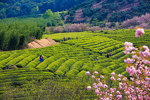 樱花,茶园