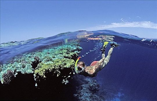 水下呼吸管,珊瑚礁,埃及,红海