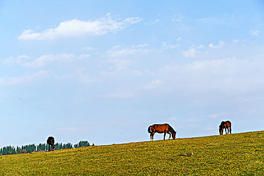 那拉提牧场草原
