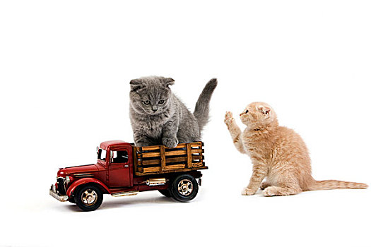 蓝色,苏格兰折耳猫,家猫,2个月,小猫,玩,卡车,白色背景