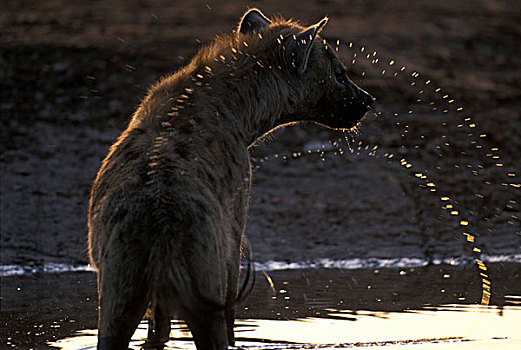 博茨瓦纳,乔贝国家公园,斑鬣狗,喝,水潭,萨维提,湿地,日落
