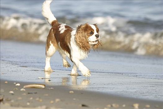 查尔斯王犬,布伦海姆