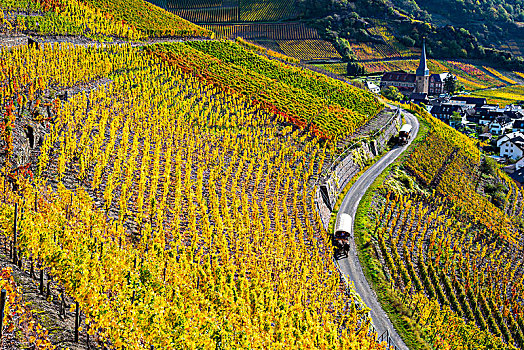 葡萄园,秋天,山谷,红酒,区域,莱茵兰普法尔茨州,德国,欧洲