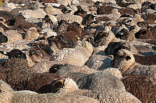 绵羊,满,一起,梅克伦堡前波莫瑞州,德国,欧洲