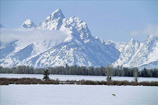 丛林狼,犬属,雪景,大台顿国家公园,怀俄明