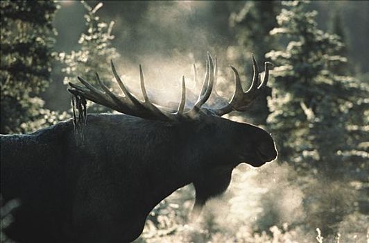 驼鹿,美洲驼鹿,剪影,蒸汽,呼吸,德纳利国家公园和自然保护区,阿拉斯加