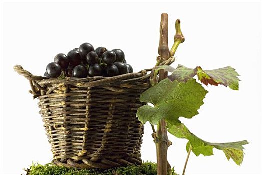 酿红酒用葡萄,篮子