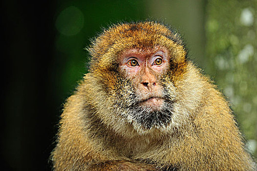 叟猴,北非