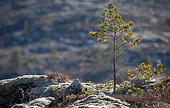 挪威,春天,自然,碎片,小,年轻,松树,岩石上
