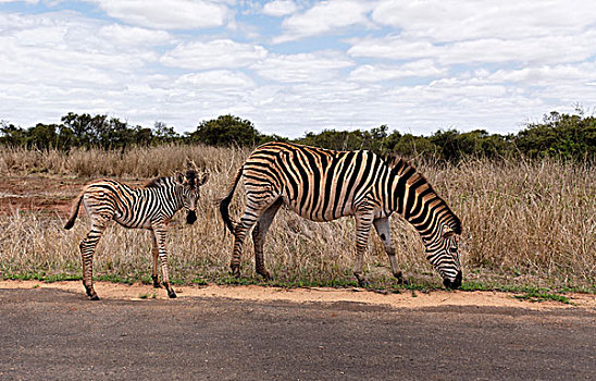 小马,克鲁格国家公园,南非,非洲
