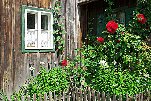 花,蔷薇,正面,窗户,木质,小屋