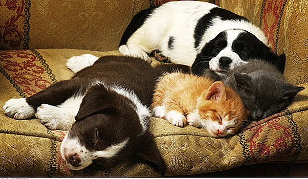 小狗,小猫,睡觉,椅子