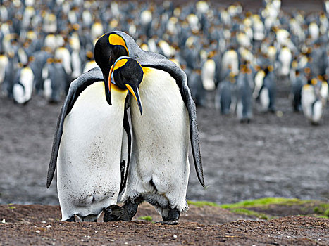 帝企鹅,福克兰群岛,南大西洋,示爱,大幅,尺寸