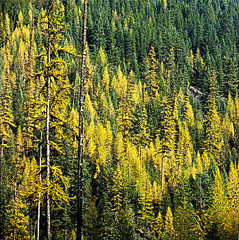 西部,秋天,彩色,树林,不列颠哥伦比亚省