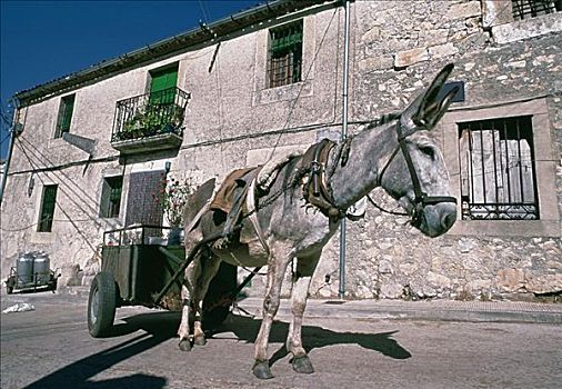 特写,驴,手推车,道路,卡斯提尔,西班牙