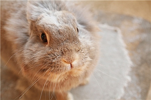 可爱,兔子