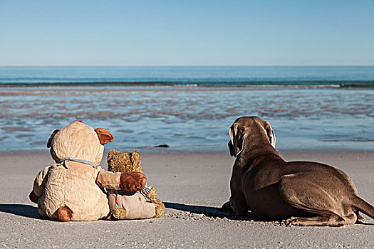 泰迪熊,坐,沙滩,搂抱,朋友,看,海洋,魏玛犬,猎狗,靠近