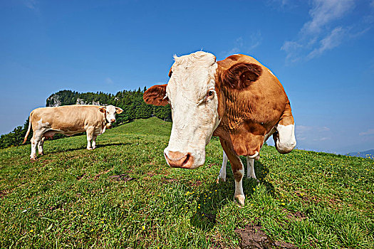 驯服,牛,草地,正面,站立,看镜头