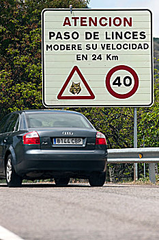 猞猁,交通标志,自然公园,安达卢西亚,西班牙