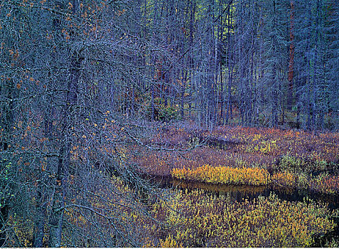 秋日树林,靠近,金色,不列颠哥伦比亚省,加拿大