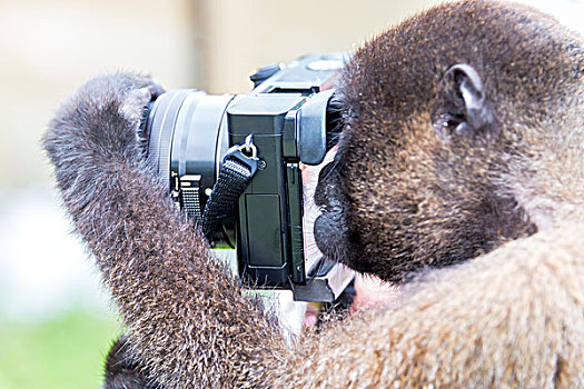 猴子,摄影
