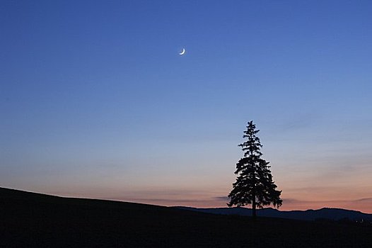 圣诞树,晚间,风景