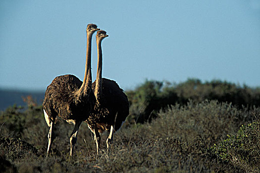 南非,西海岸,国家公园,鸵鸟,日落,靠近,大西洋海岸,鸵鸟属,骆驼
