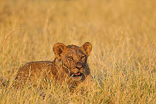 狮子,幼兽,早晨,太阳,萨维提,乔贝国家公园,博茨瓦纳,非洲