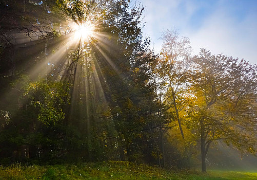 阳光,秋日树林,奥地利,欧洲