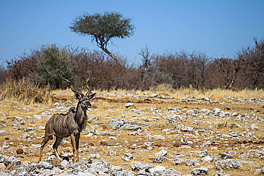 大捻角羚,埃托沙国家公园,非洲