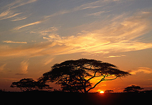 坦桑尼亚,塞伦盖蒂国家公园,日出